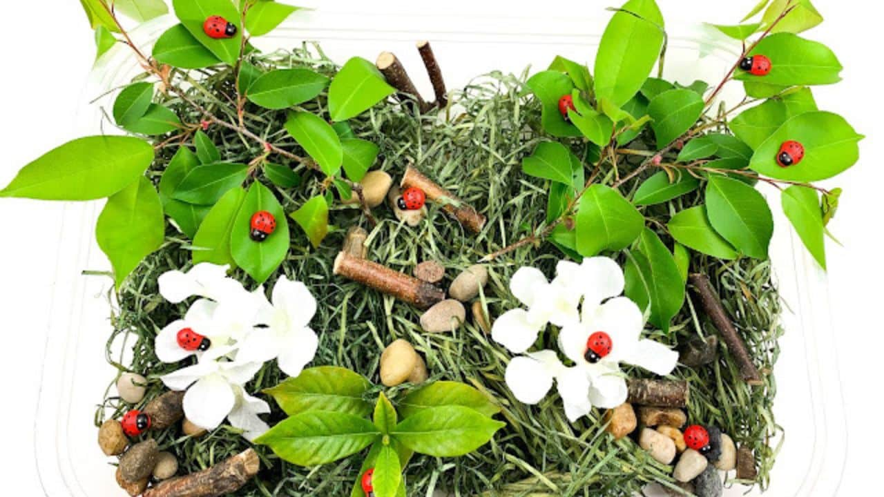 Ladybird Sensory Bin.